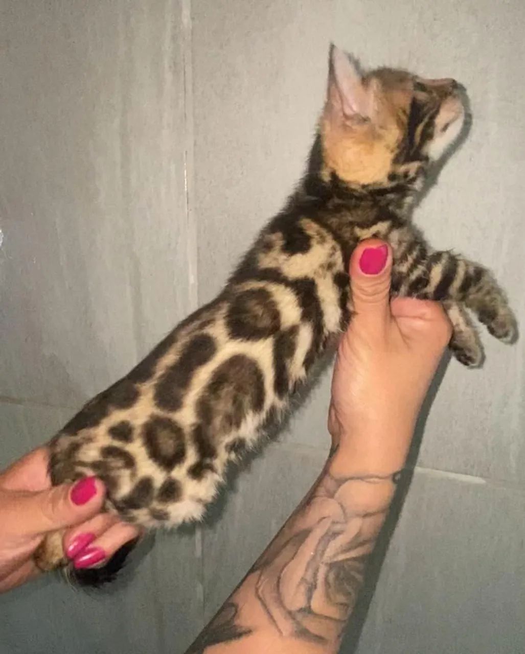 Filhotes de gato Bengal64293081283715120