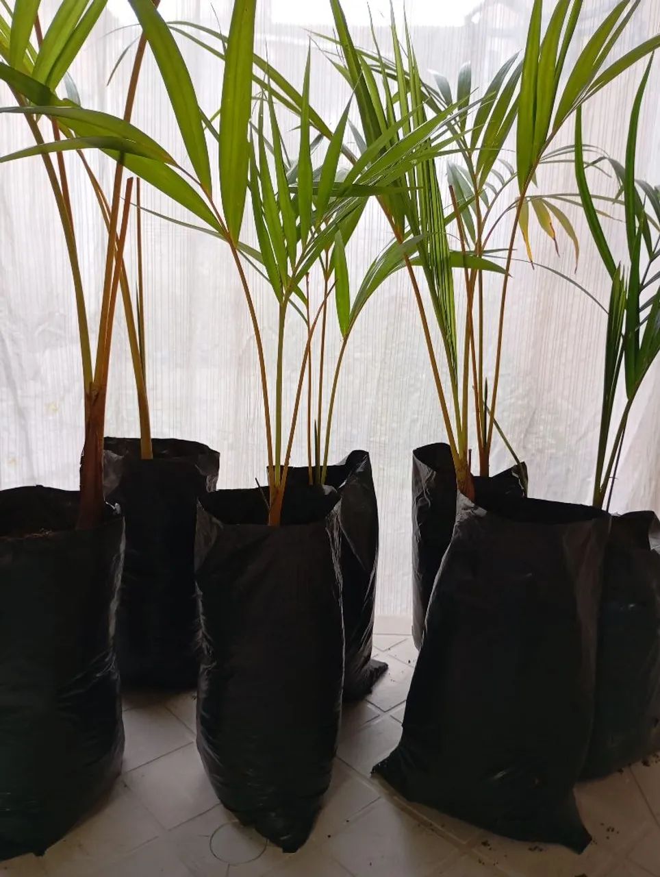 Mudas de croton - Foto 5