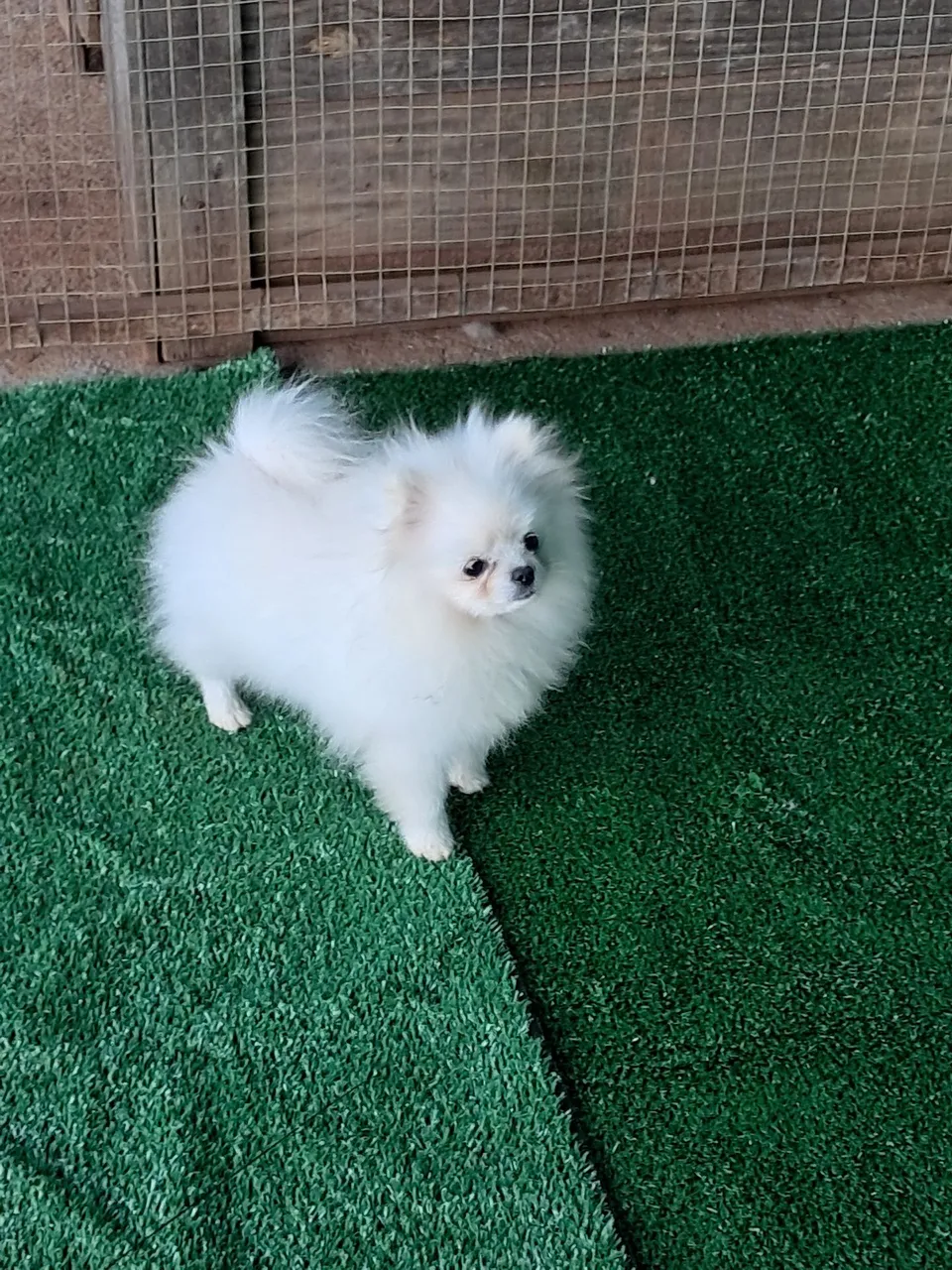 Filhote de Spitz Alemão anã