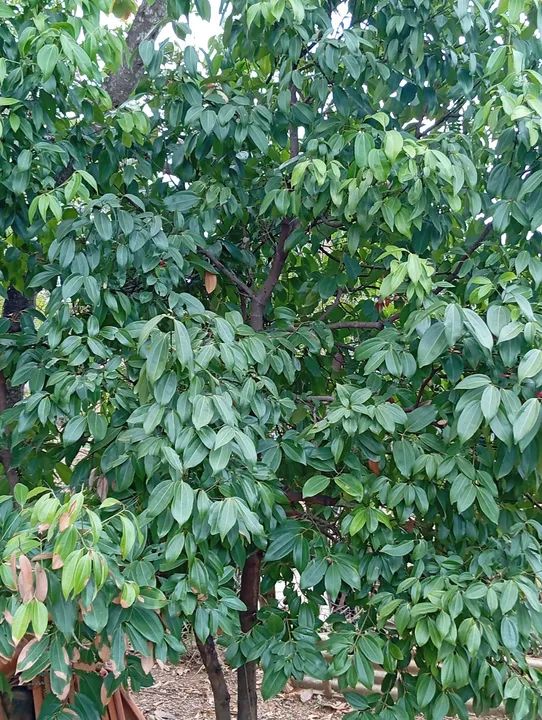 Chácara 10 min Parque Municipal,Aceita Imovel até 120 .000 e volta Diferença!!! - Foto 2