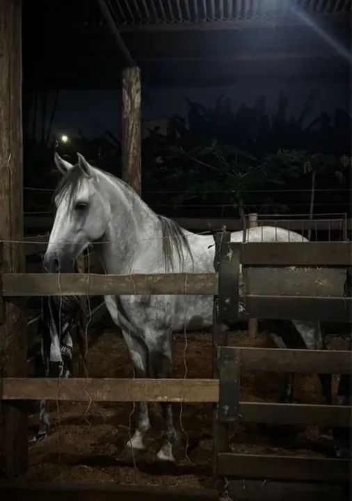 Cavalo para Doação - Foto 3