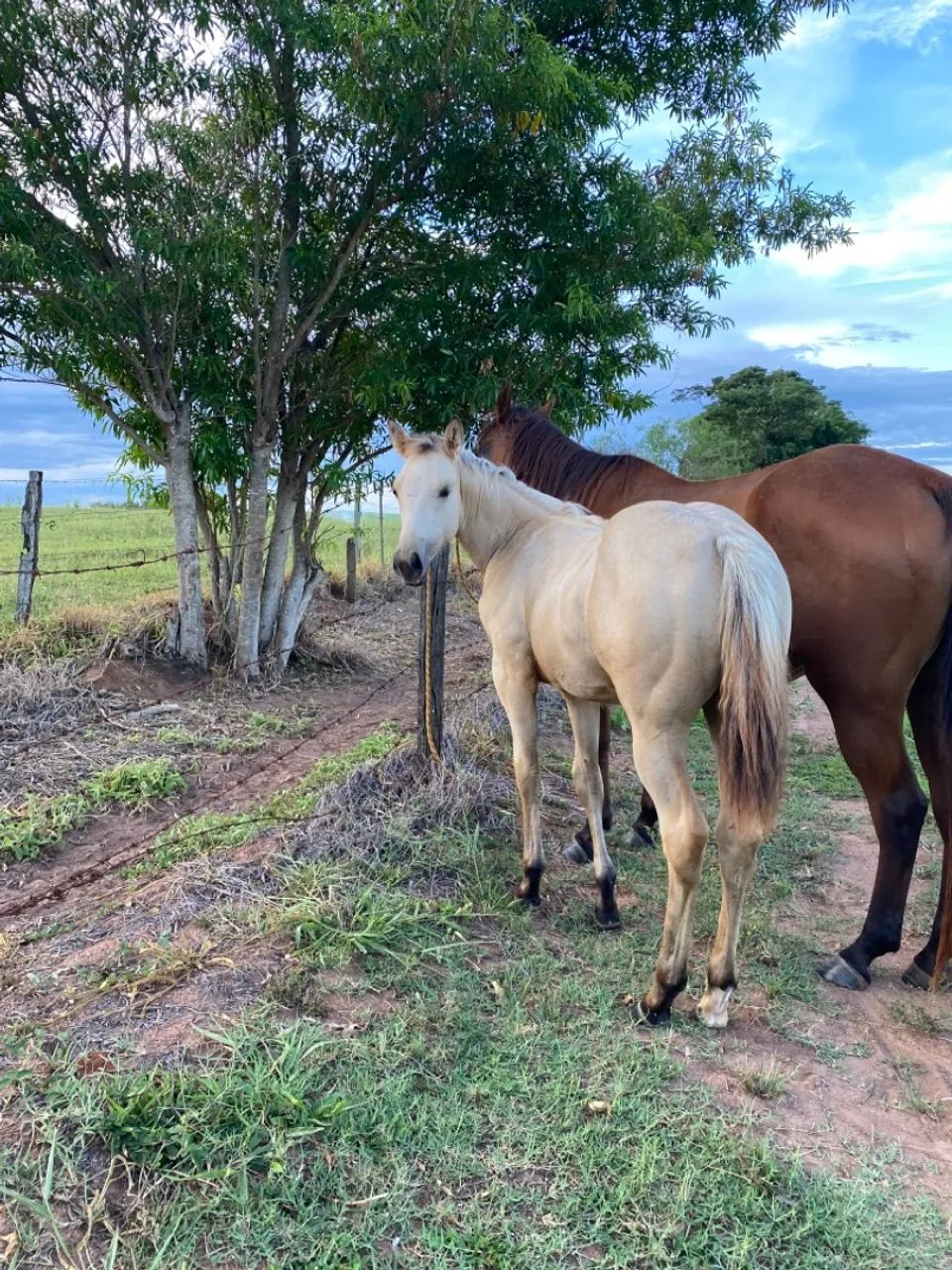 Potra Quarto de milha PO  - Foto 4