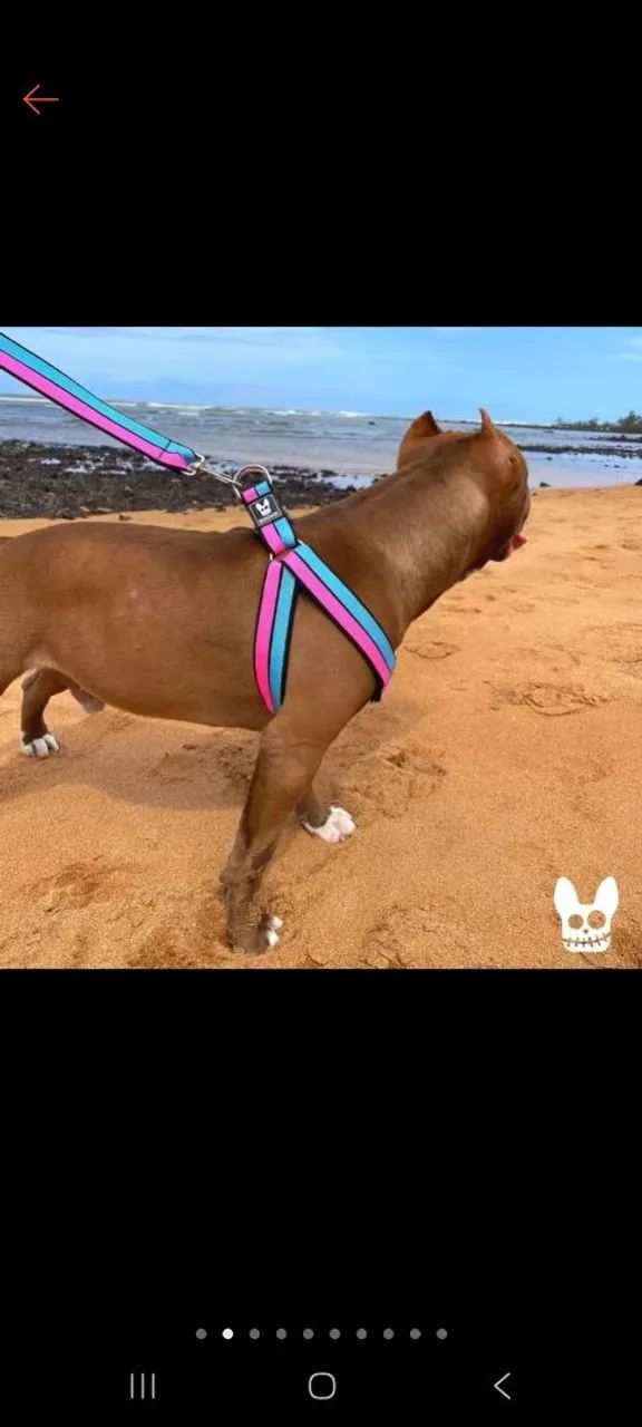 Peitoral + guia reforçada PET - Foto 4