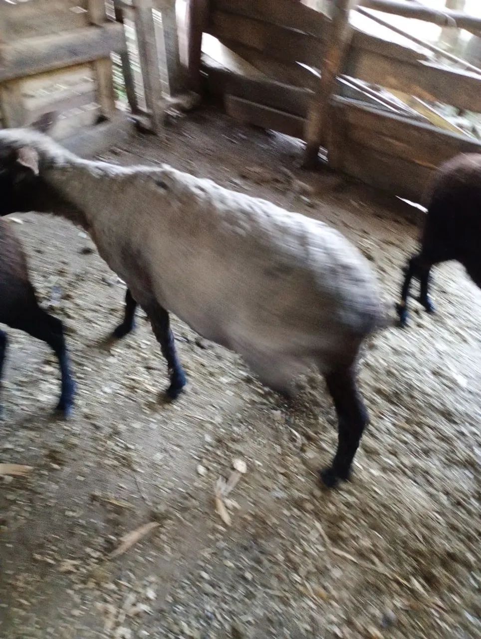 Vende se ovelhas. - Foto 5