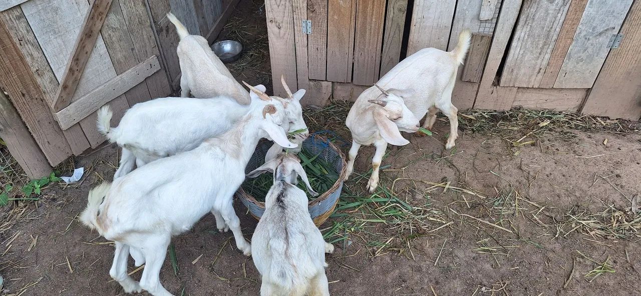 Cabras leiteras  - Foto 2