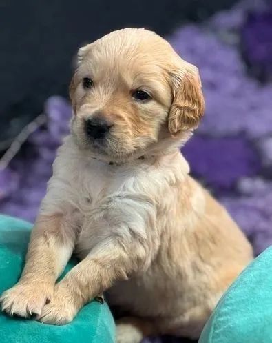 Golden Retriever filhotes a venda, entregamos em toda São Paulo