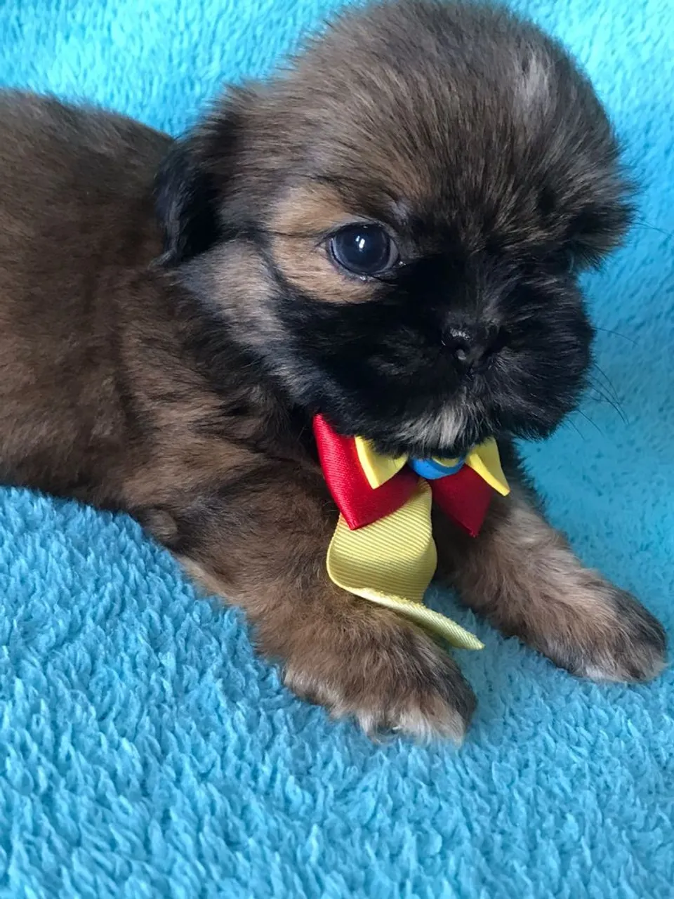 Shitzu machinho