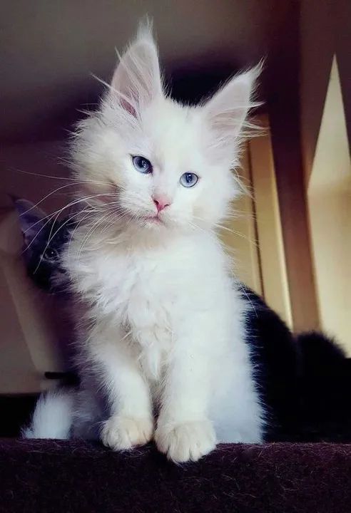 Maine Coon Filhotes Fofos na Cor Branco - Foto 3