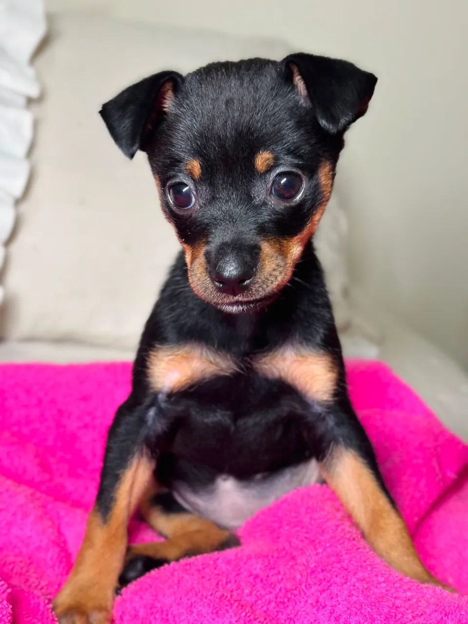 Pinscher - Foto 2