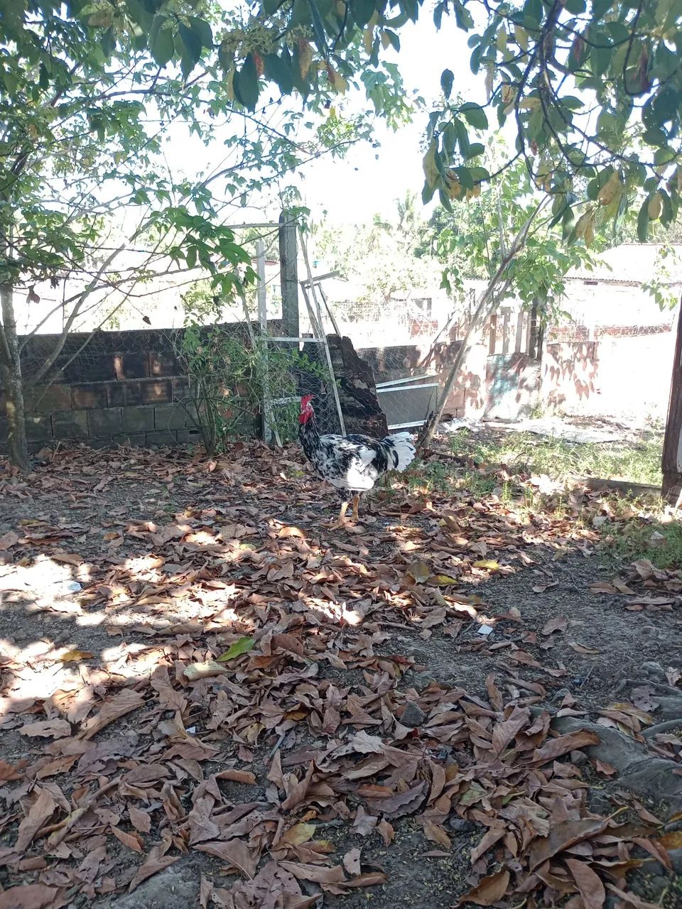 Vendo frangos  - Foto 5