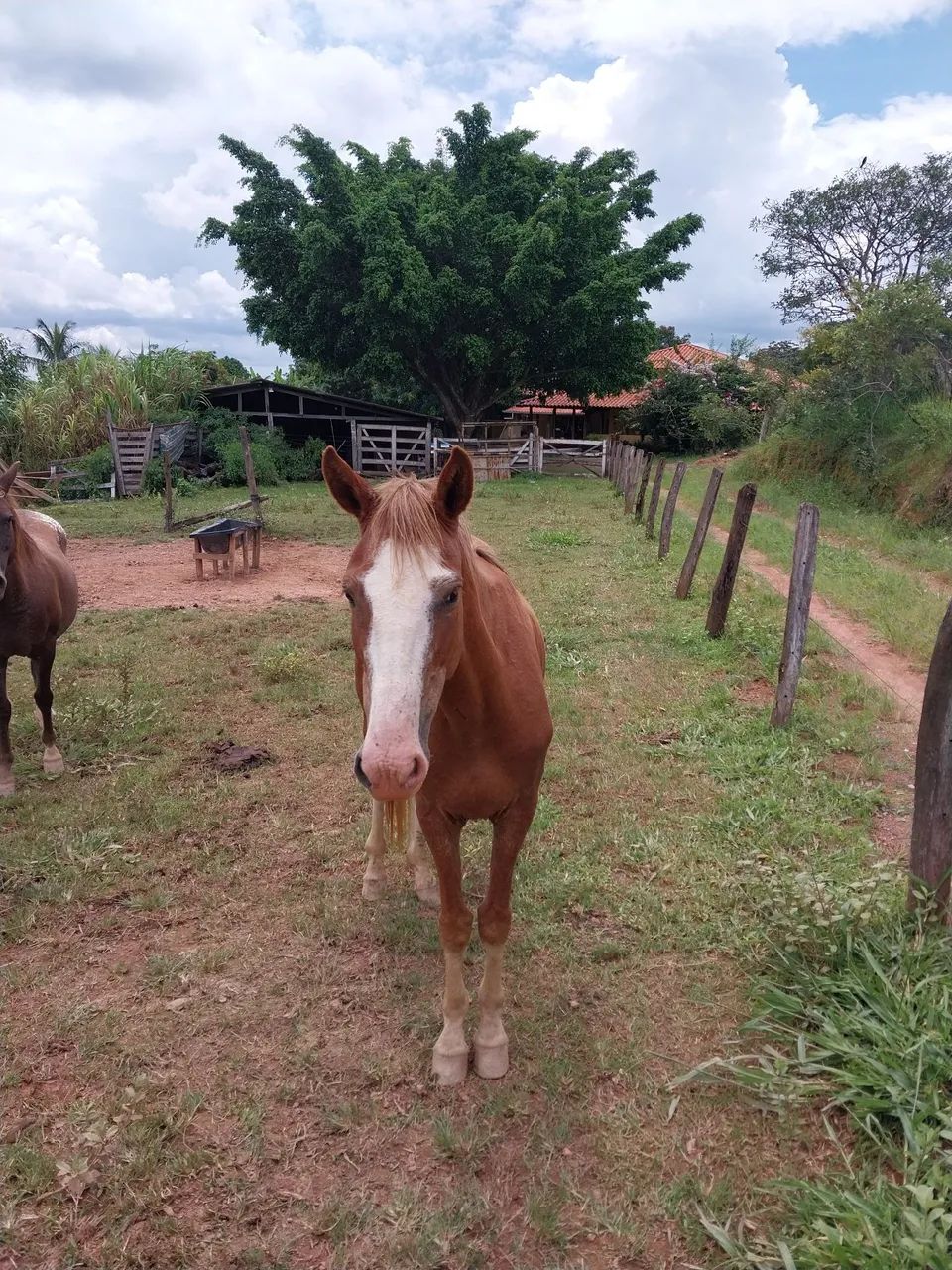 Egua... - Foto 2