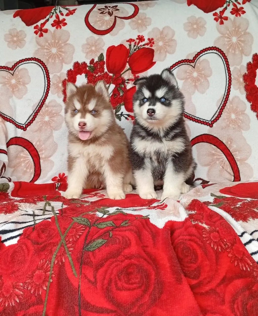 Husky Sibériano  - Foto 2