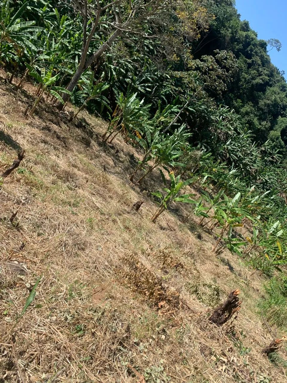 Terreno/Lote em Serra de Pacoti - Foto 4