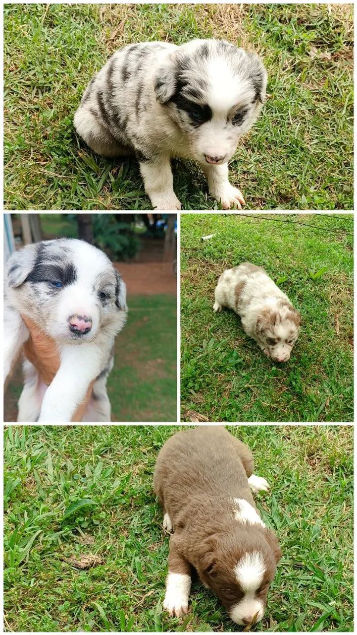 Border collie. Puros  - Foto 4