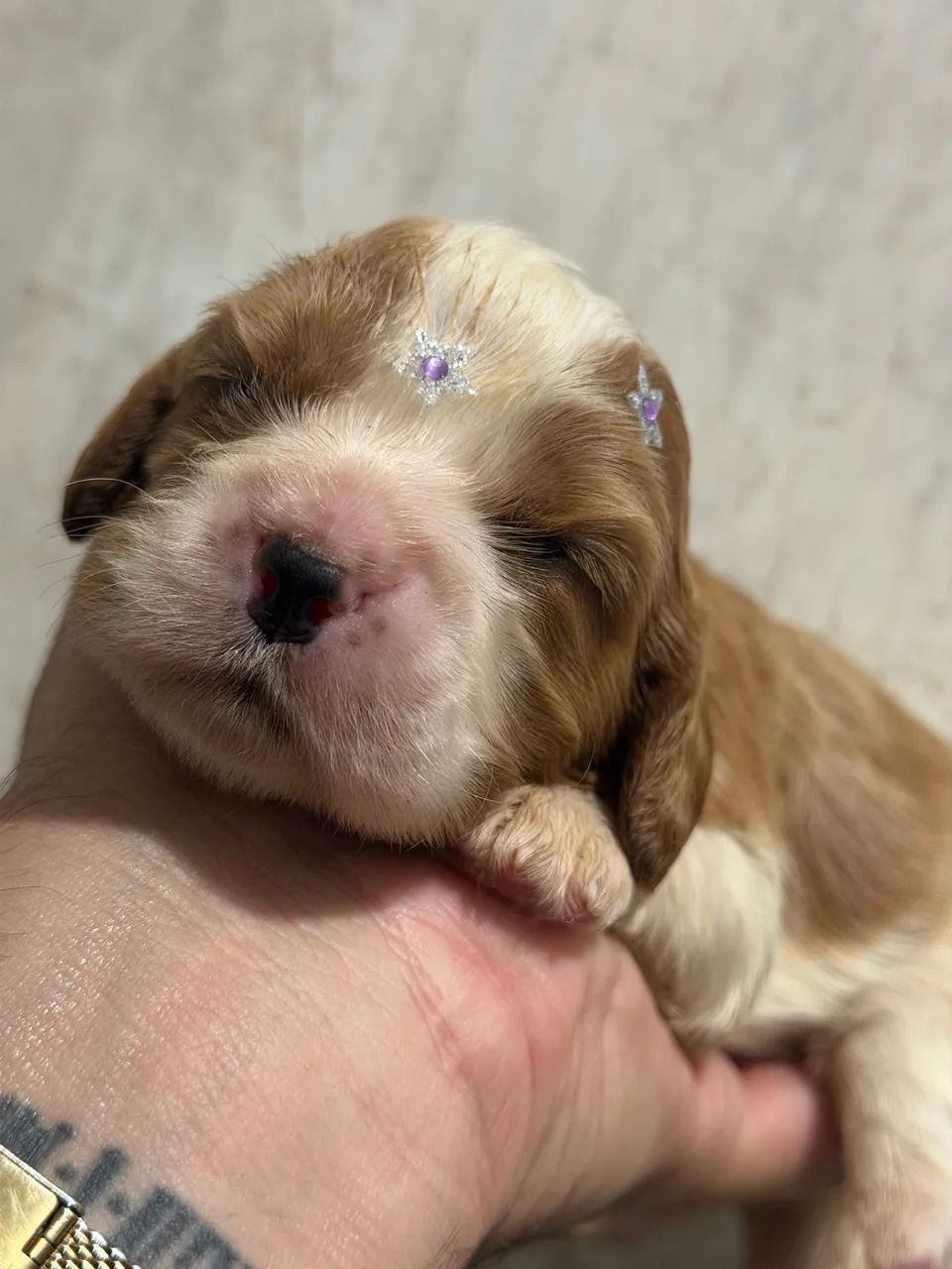 Cavalier king filhote reserva com documentação  - Foto 3