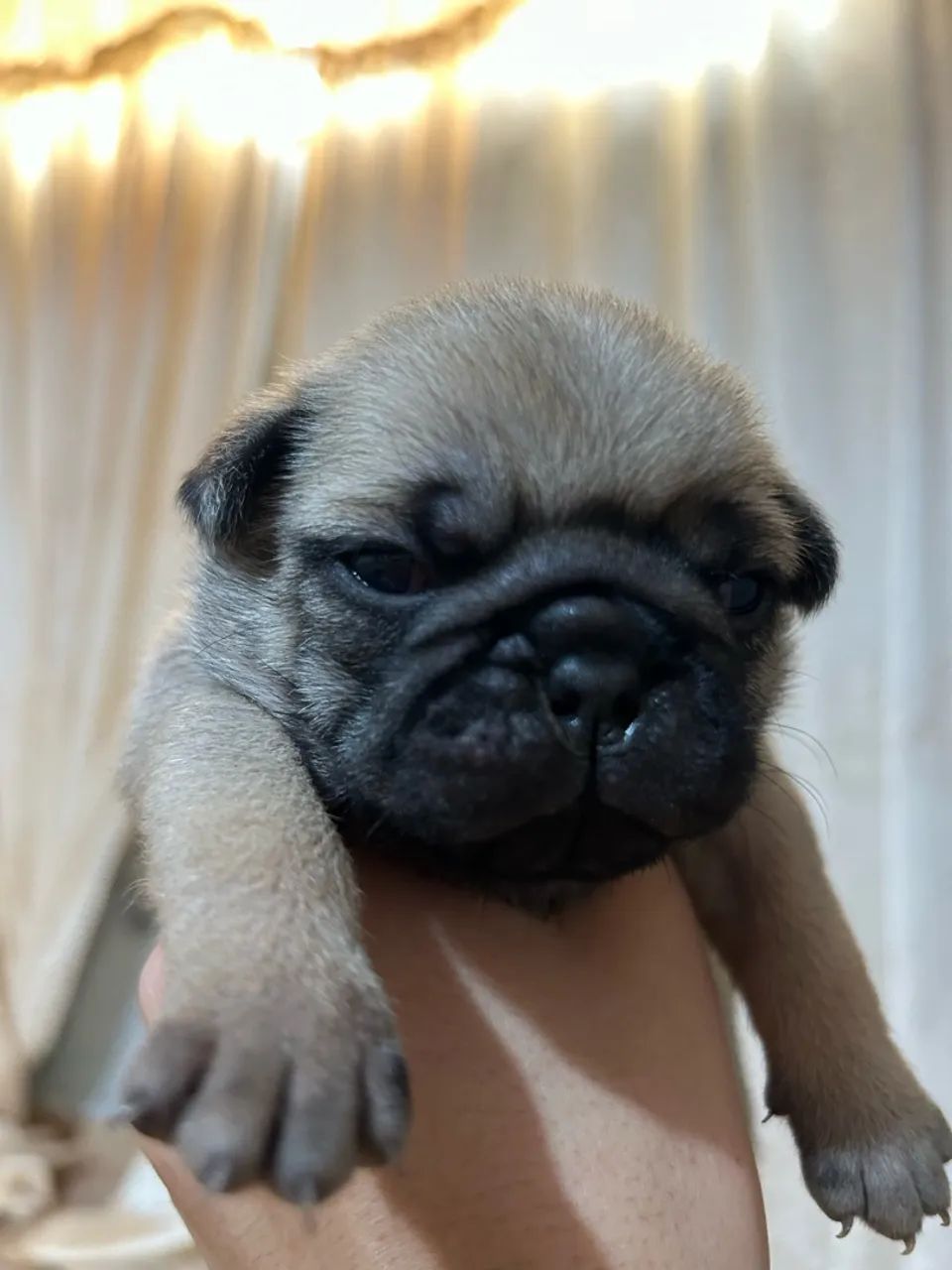 Pug - Foto 5