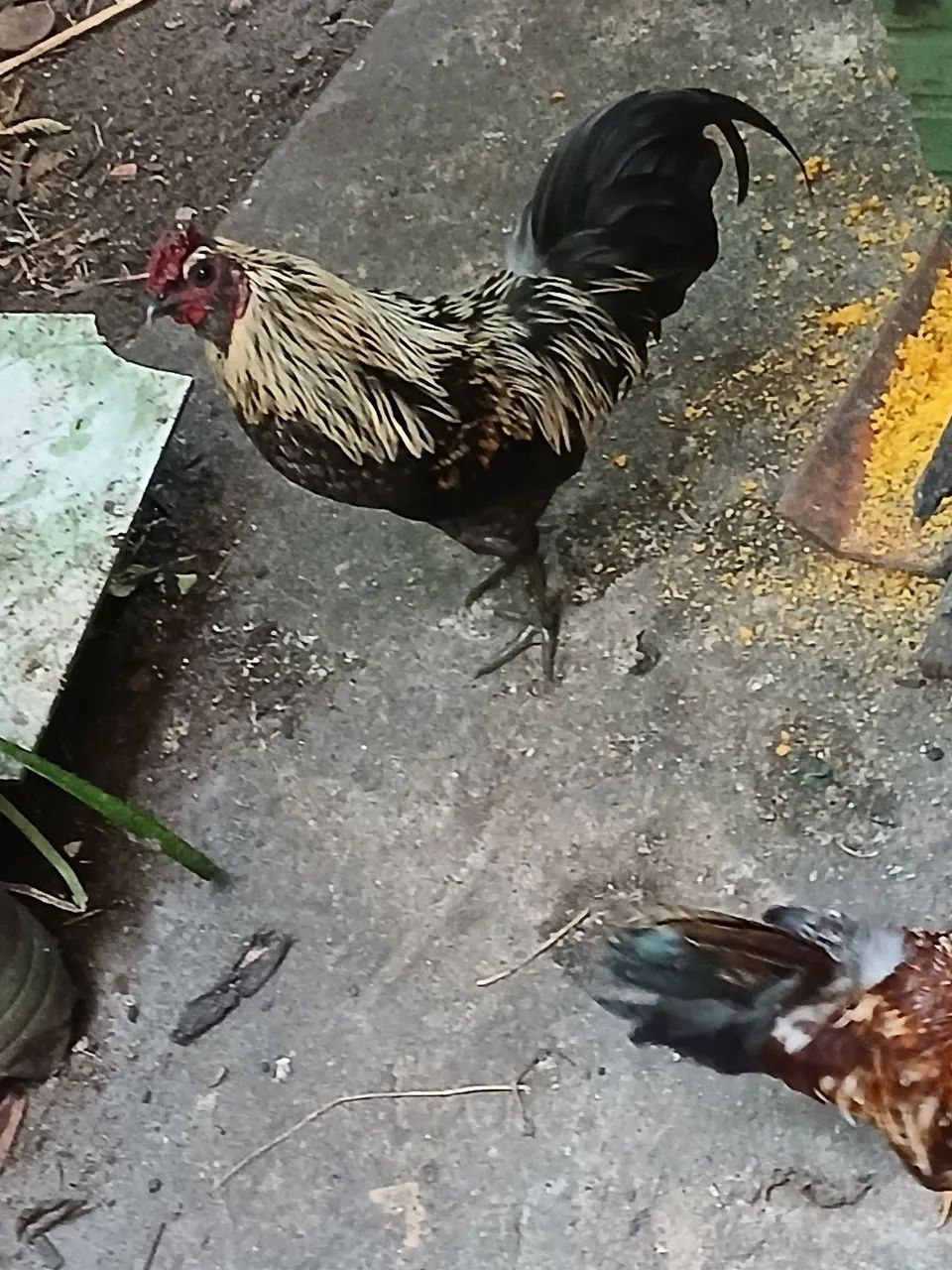 Galos ? garnizer  - Foto 3