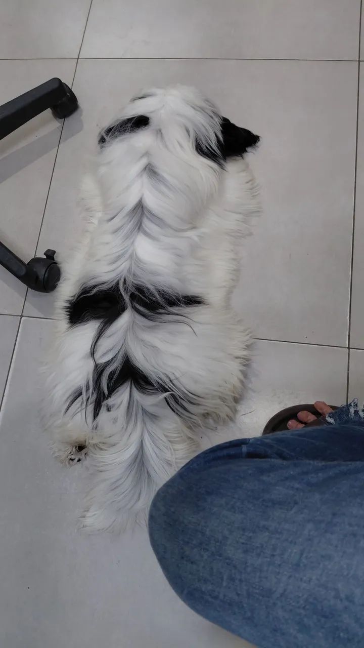 Shitzu macho  - Foto 4