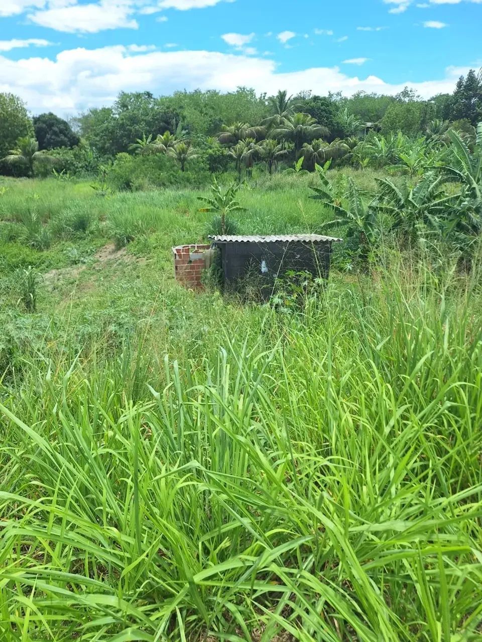 Imóvel para venda possui 2500 metros quadrados em Campo Lindo - Seropédica - RJ - Foto 5