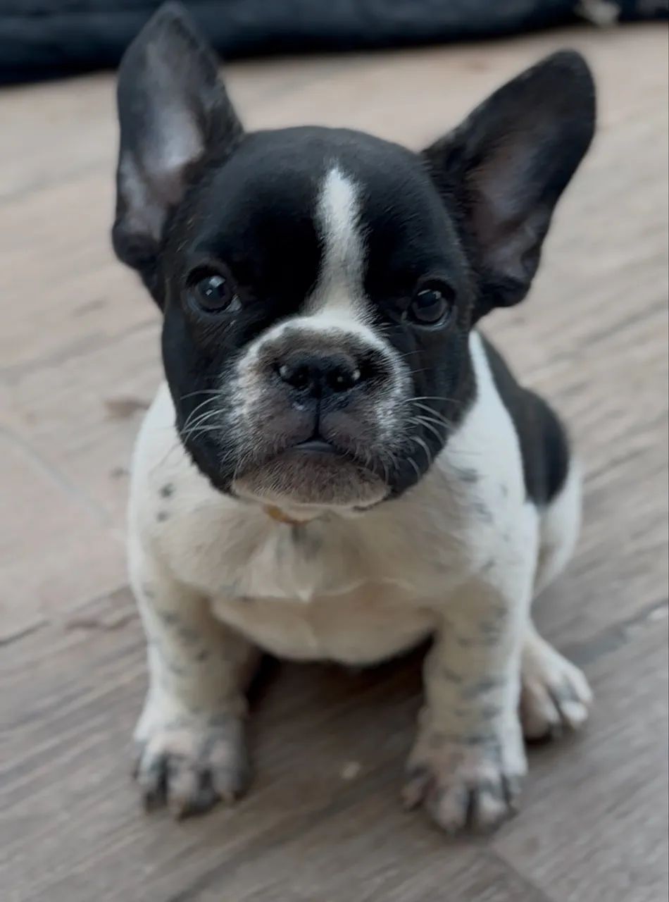 Buldog francês macho com pedigree 3mil
