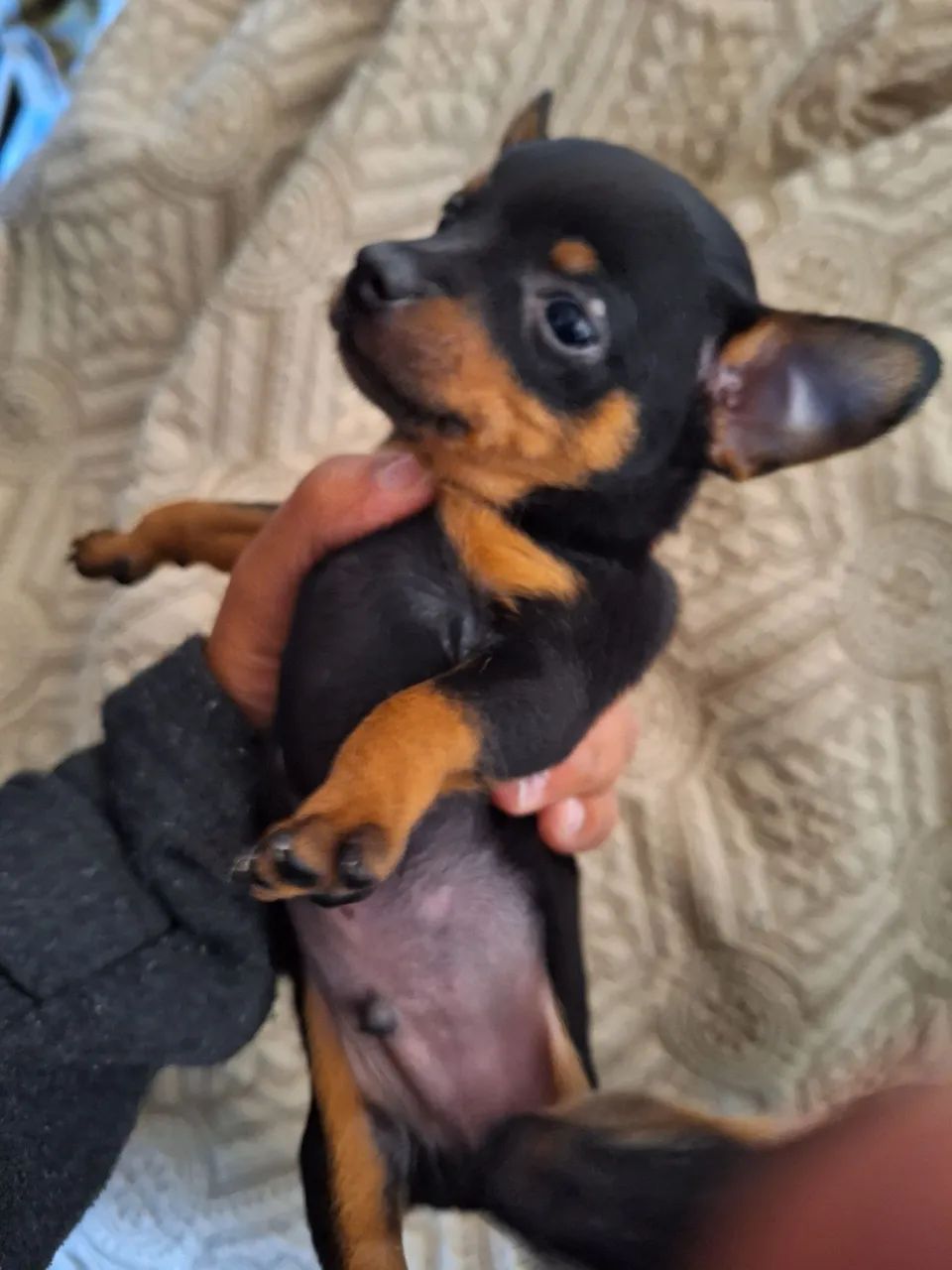 Pinscher Macho zero