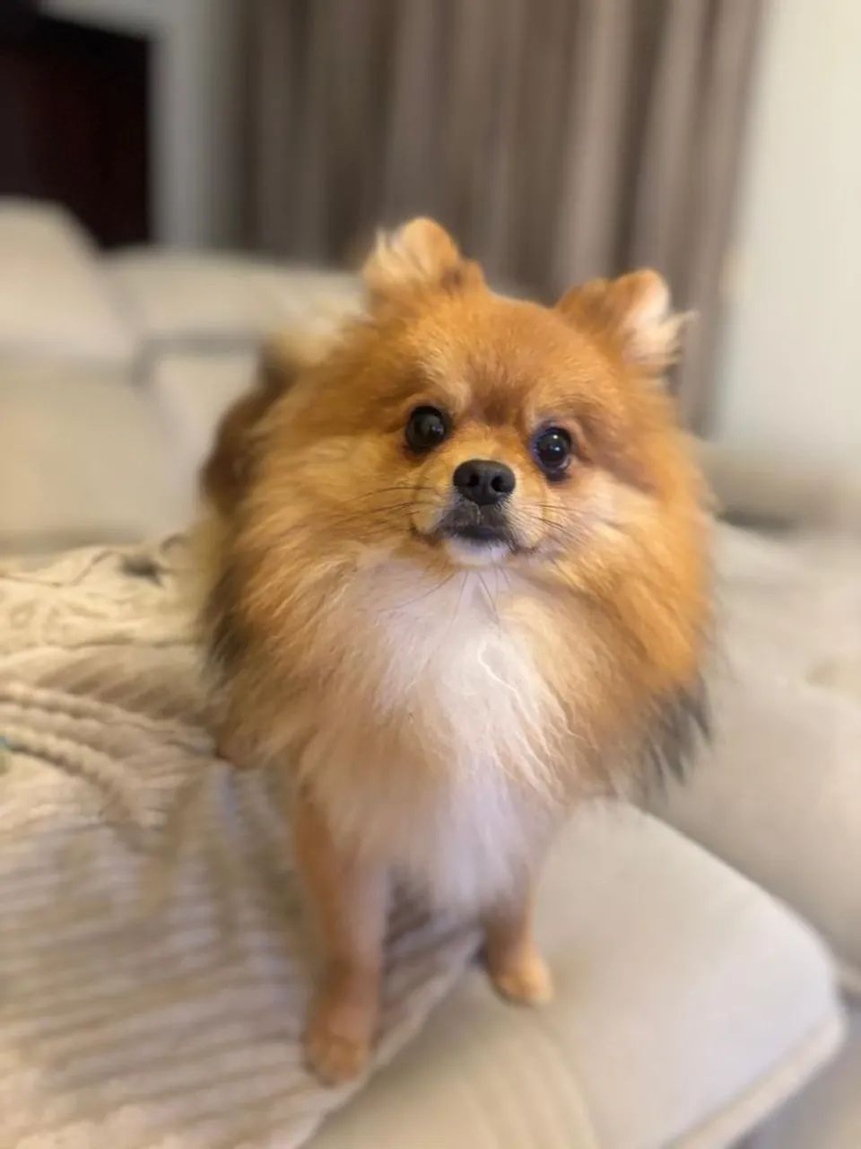 Filhote Spitz Alemão Anão (macho) - Foto 4