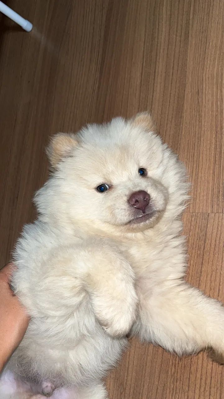 Cachorro  - Foto 4