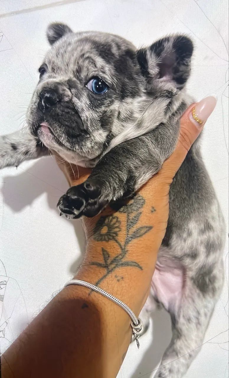 Buldogue francês  - Foto 2