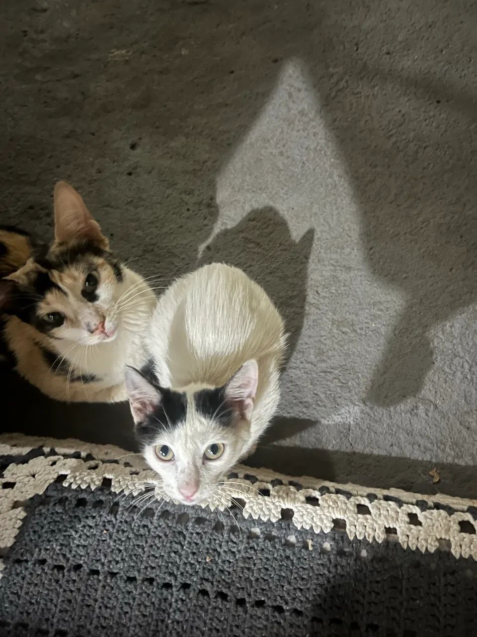 Adoção de gatinha - Foto 5