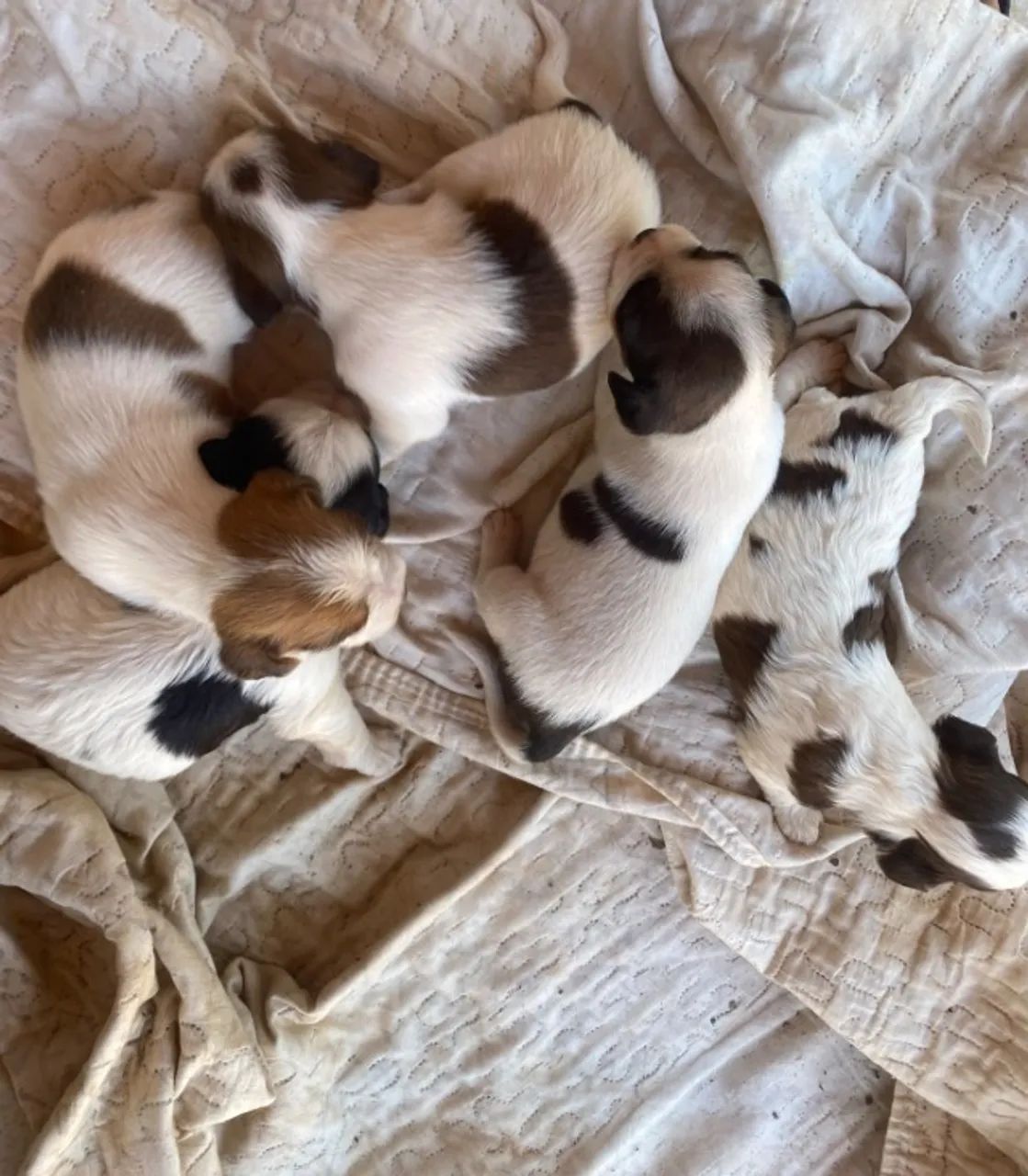 Ninhada Shih Tzu - Foto 4