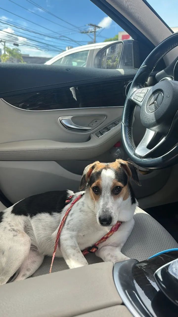 cachorro adoção - Foto 4