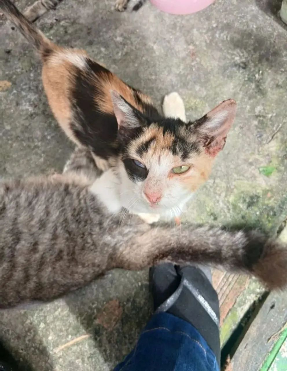 Doação de gata