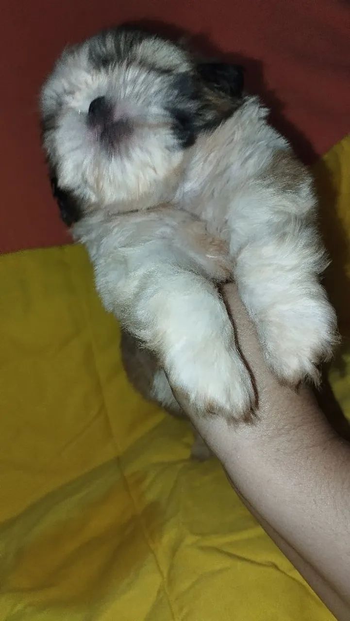 Shitzu macho mini - Foto 3