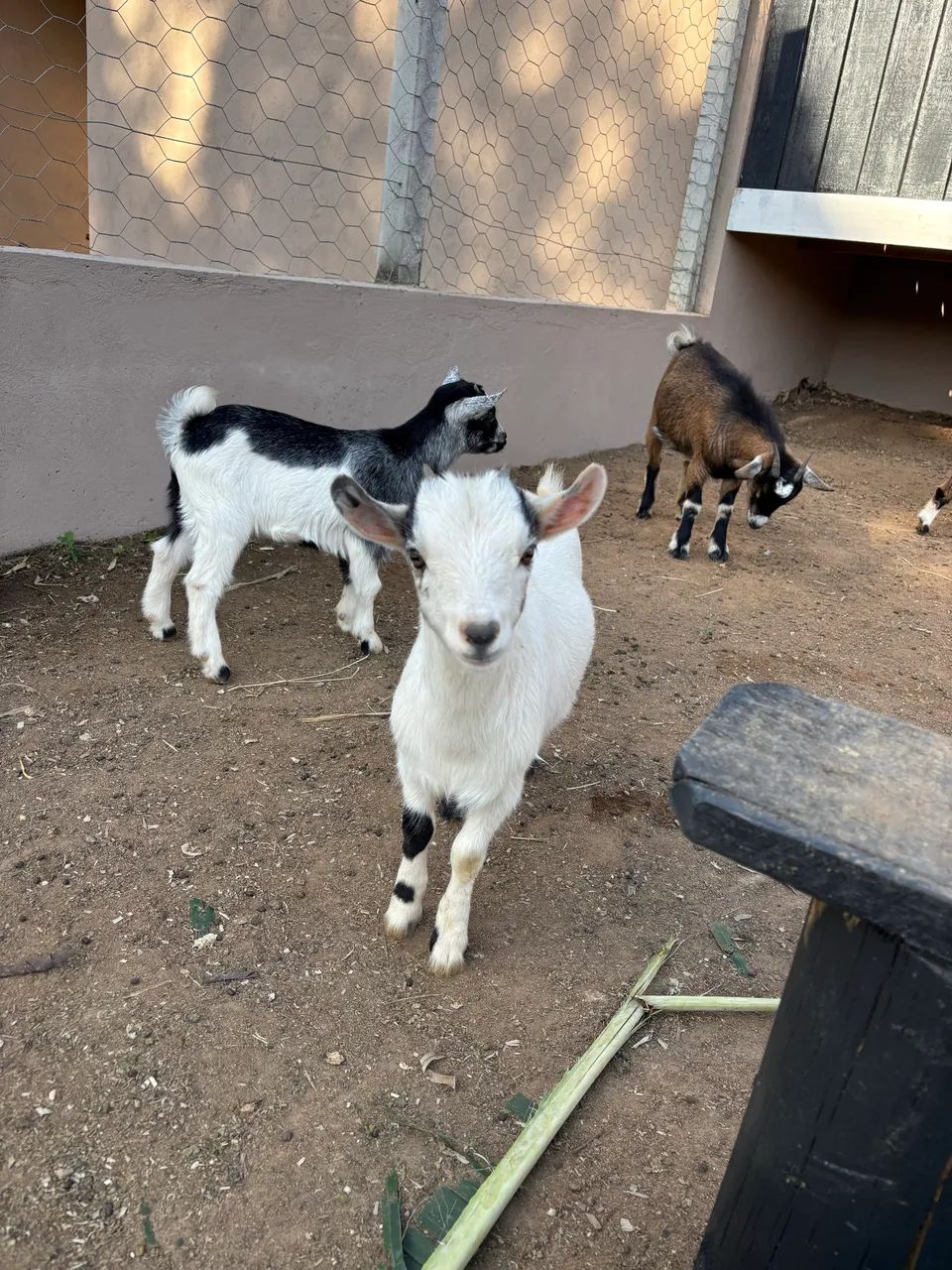 MINI CABRA  - Foto 4