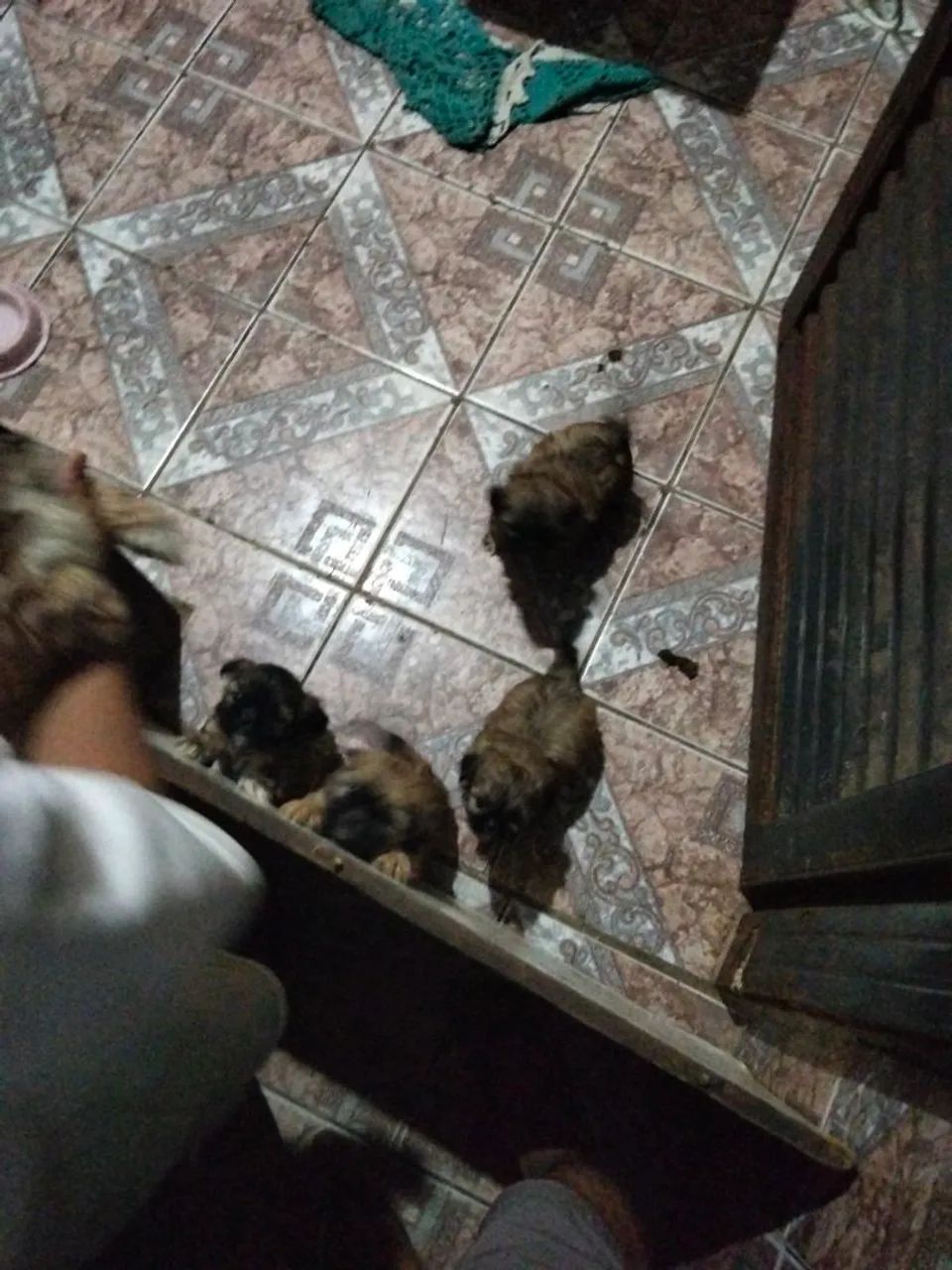 Cachorro chitos  - Foto 4