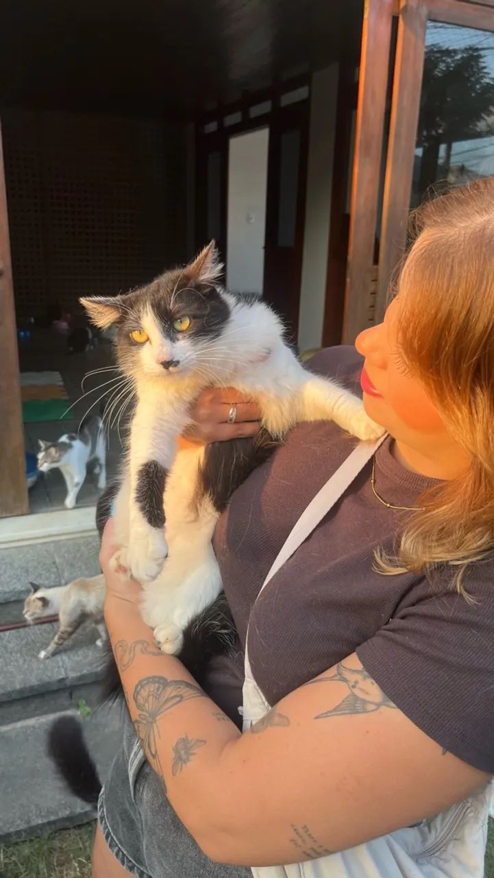 Gata para adoção  - Foto 2