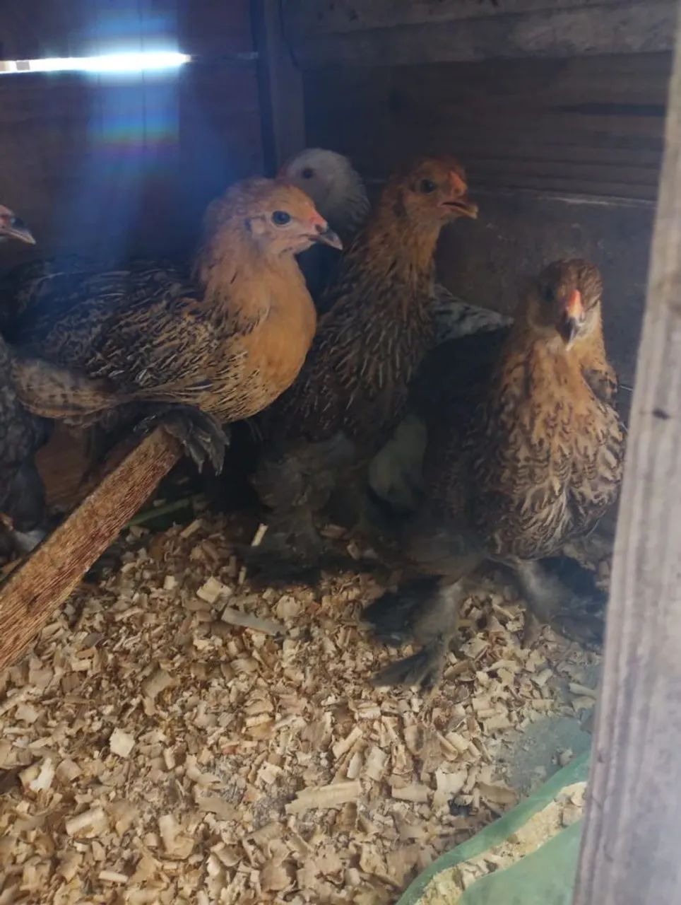 Galinhas de raça  - Foto 6