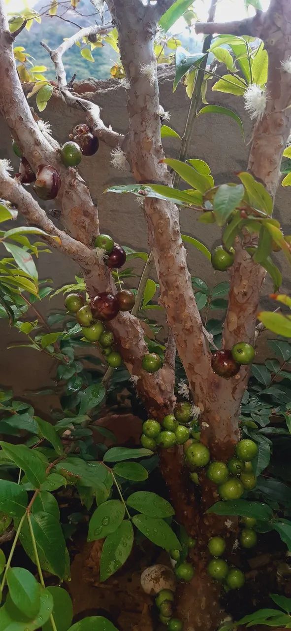Pé de jaboticaba frutífero  - Foto 2