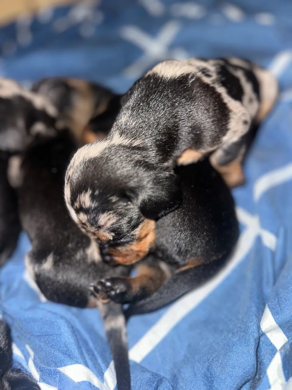 Cachorros salsichas  - Foto 5