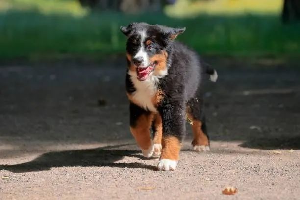 Lindo Bernese Disponível