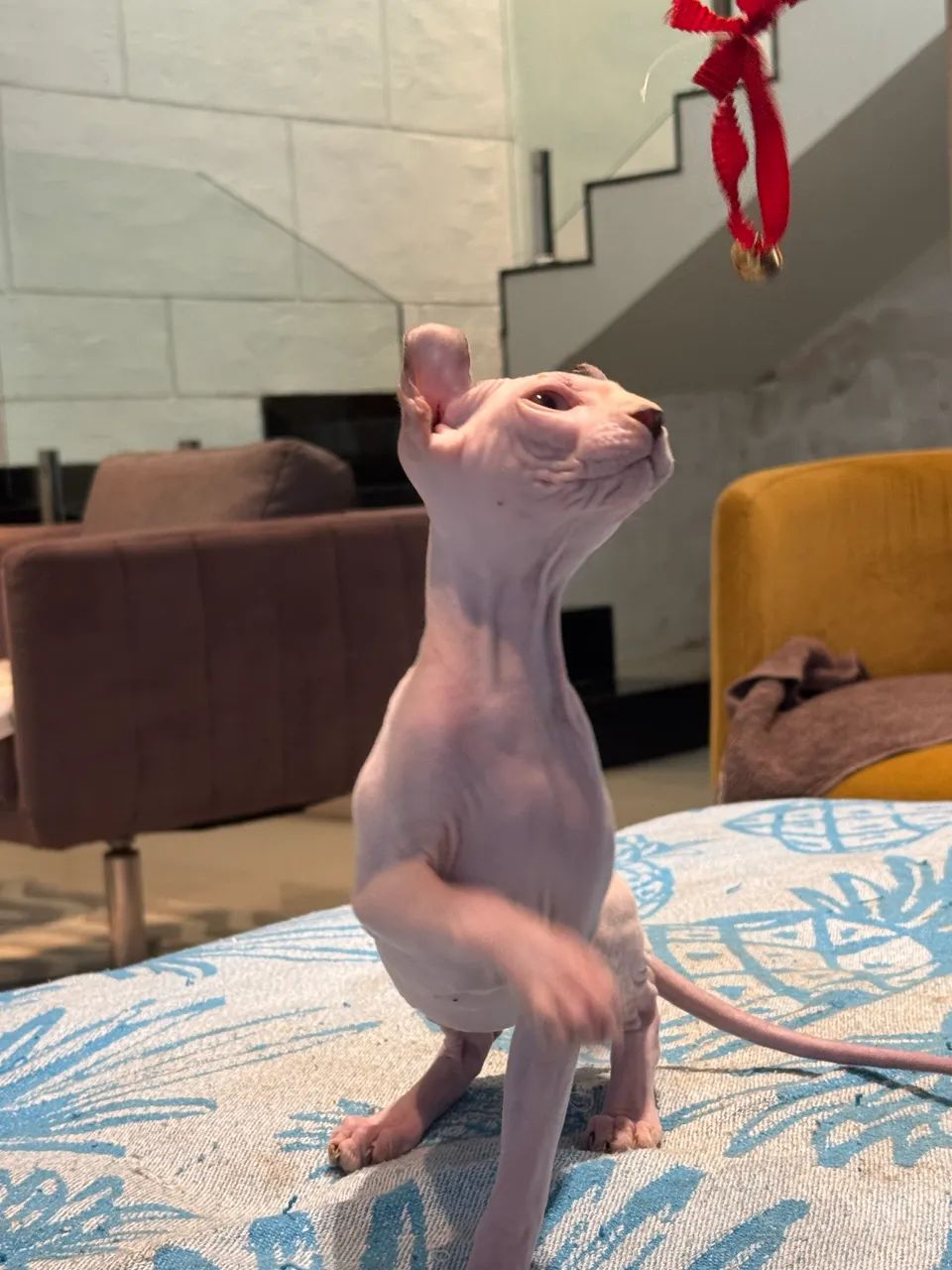Lindo Sphynx (Elf) - Foto 2