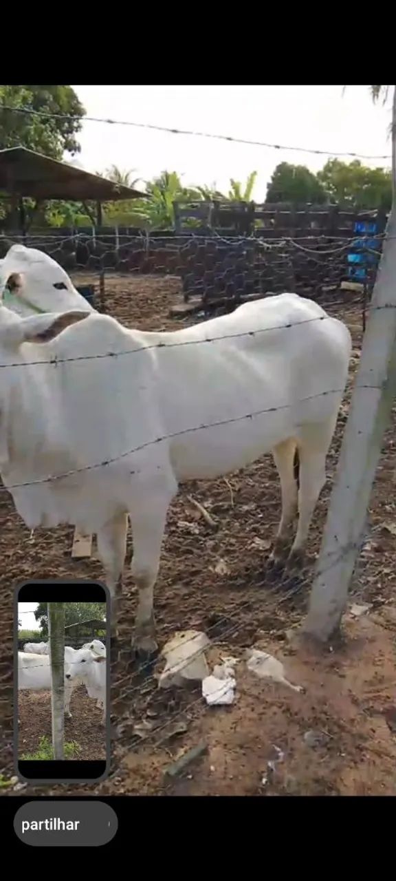 Vacas e bezerros nelore - Foto 4