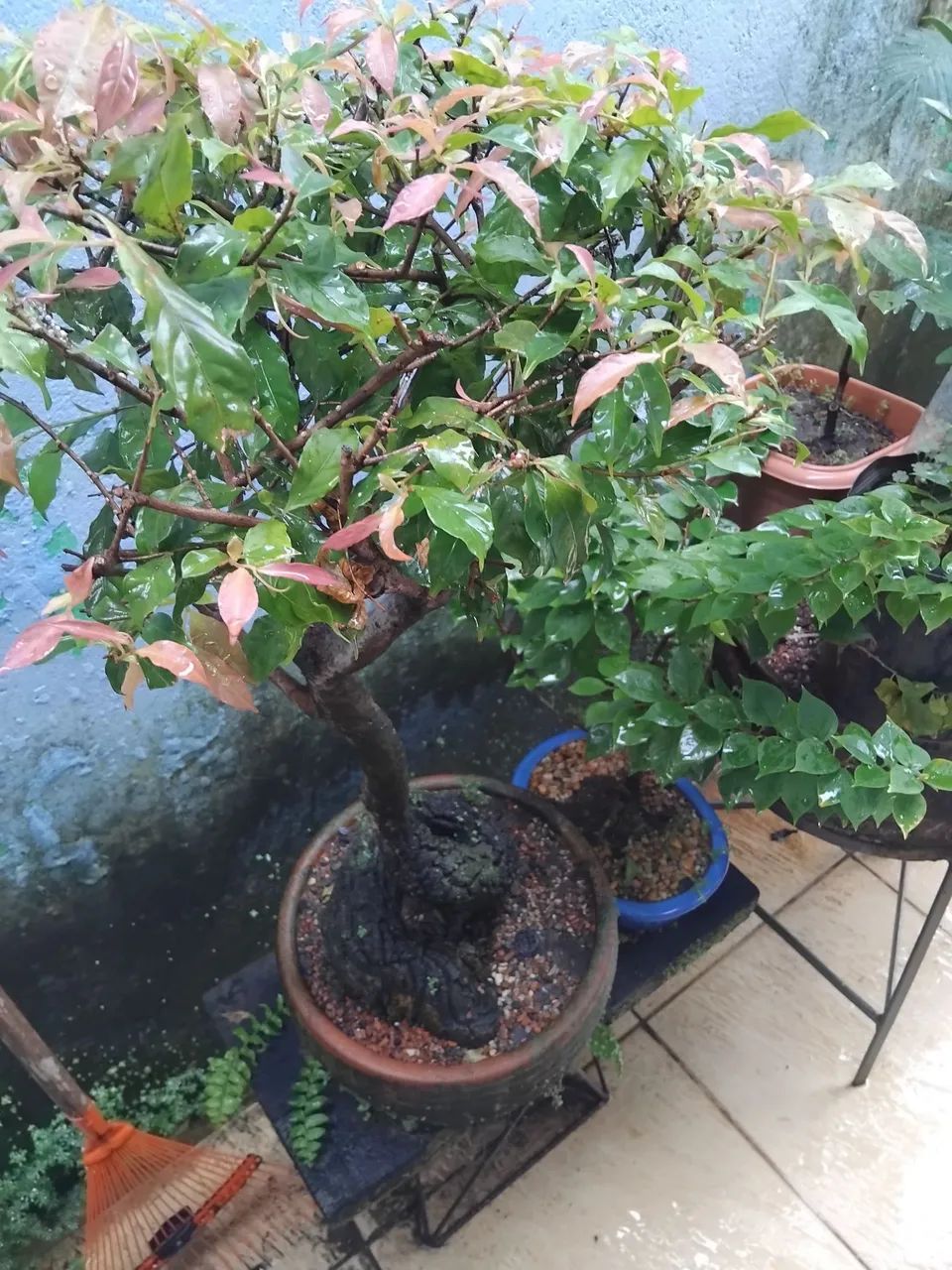 Bonsai de Jaboticaba Sabará 28 Anos - Foto 5