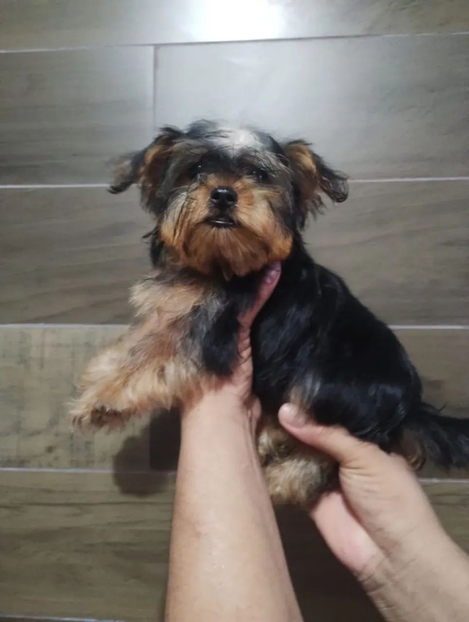 Yorkshire micro  Terrier  - Foto 4