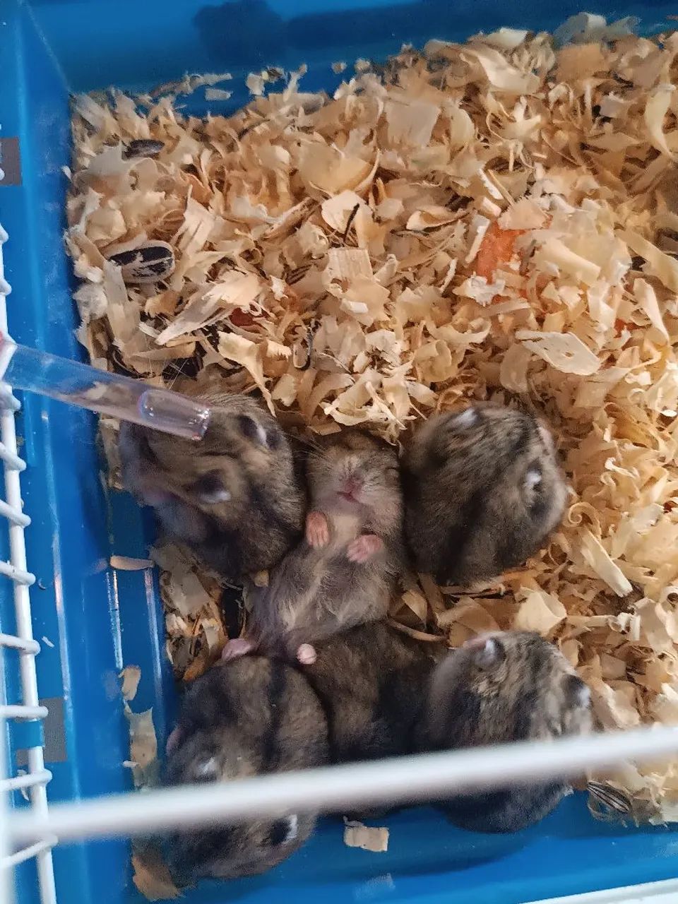 Hamster ? Anão Russo. - Foto 5