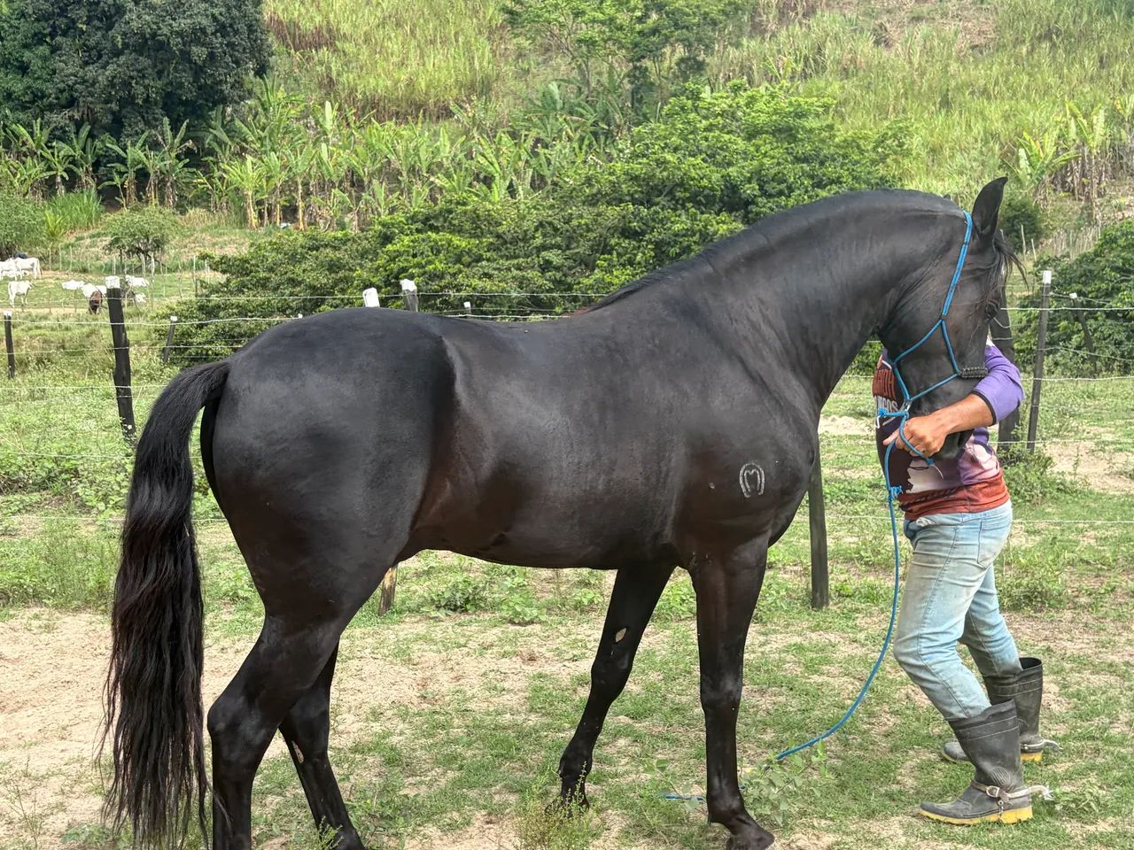 Cavalo mangalarga marchador registrado  - Foto 2