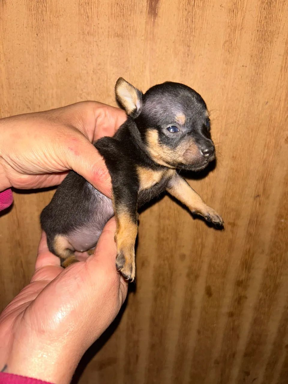 Pinscher Zero - Foto 5