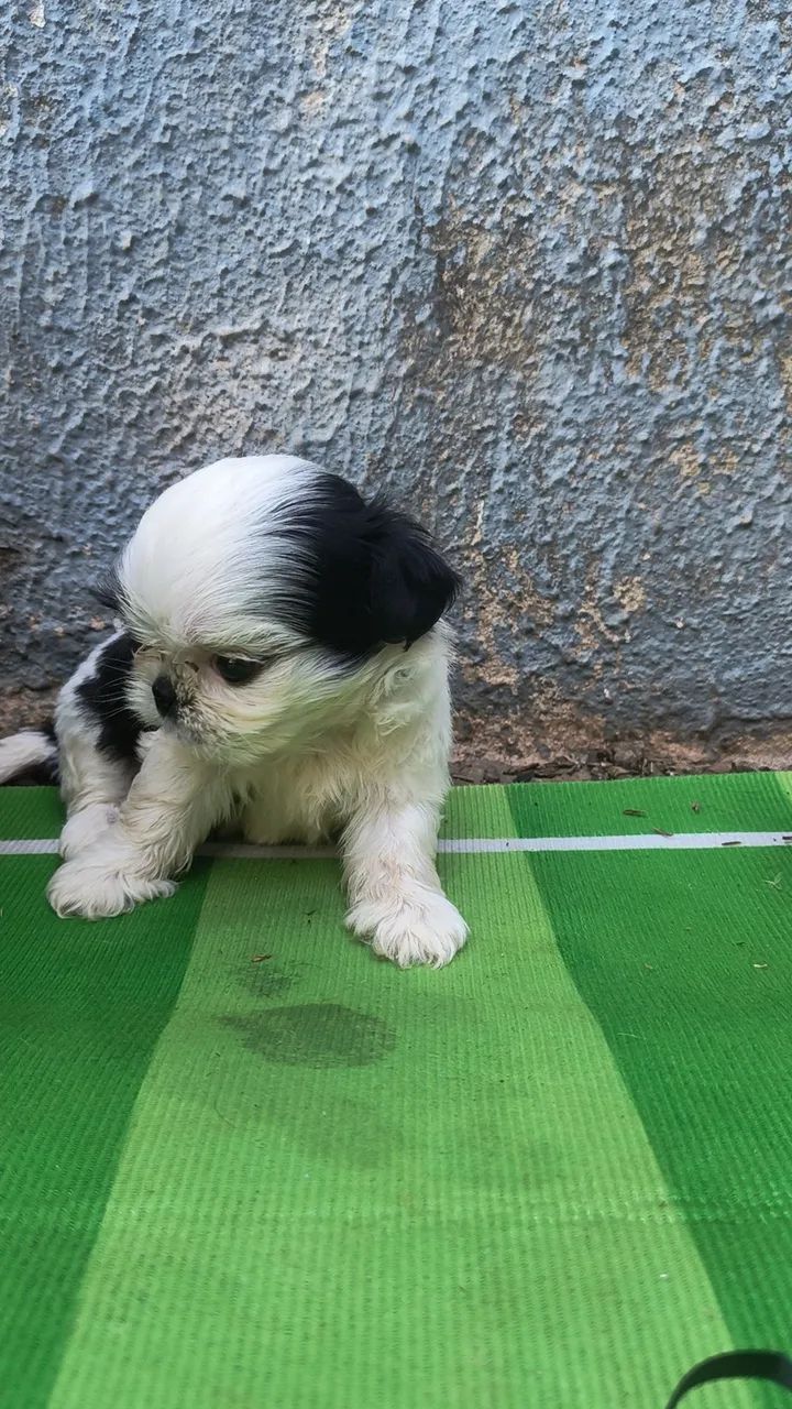 Shitzu macho mini  - Foto 2