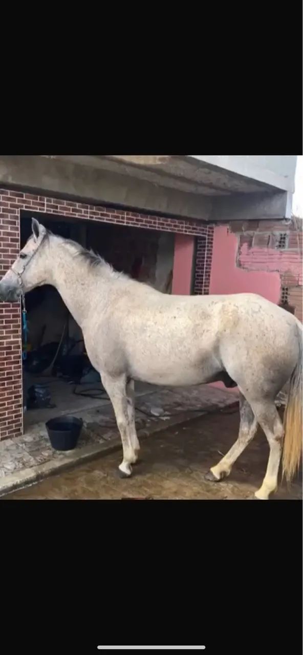 Cavalo caminhador  - Foto 4