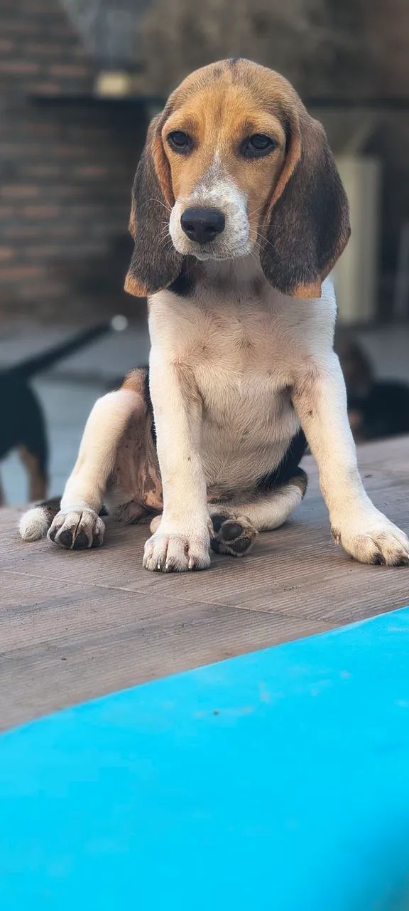 Vendo Filhotes de Beagle - Foto 2